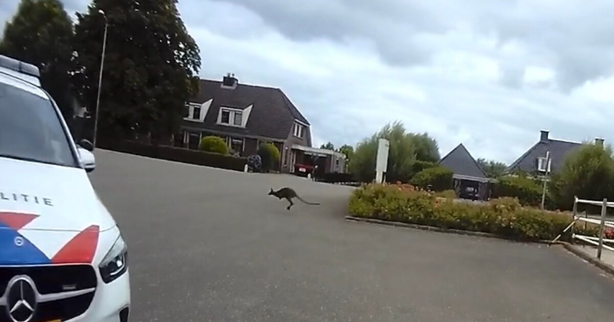 Mini-kangoeroe zet Zevenhuizen op stelten: politie moet googelen hoe het dier eruitziet | Foto