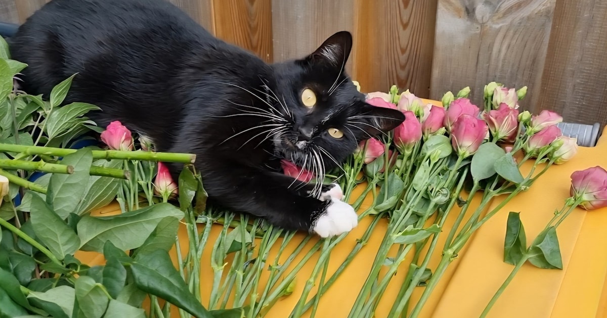Heb jij Schooier of Lola gezien? Deze twee huisdieren worden in Uithoorn vermist