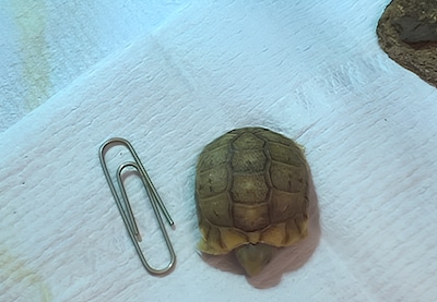In Blijdorp geboren babyschildpad is niet groter dan een paperclip