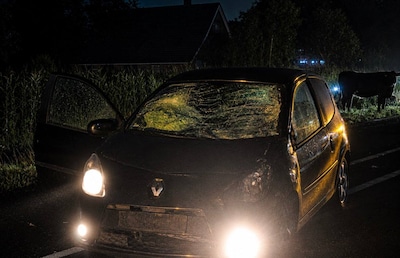 Nachtelijke chaos op N743: loslopende koeien veroorzaken ravage en urenlange afsluiting in Zenderen