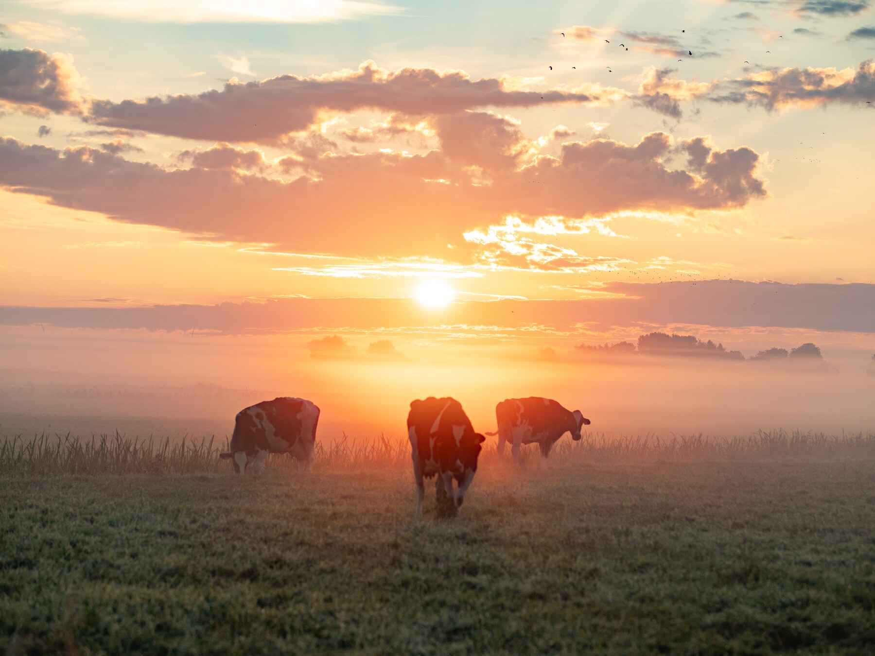 Stuur je mooiste herfstfoto in van de zonsopkomst of zonsondergang in Rotterdam!