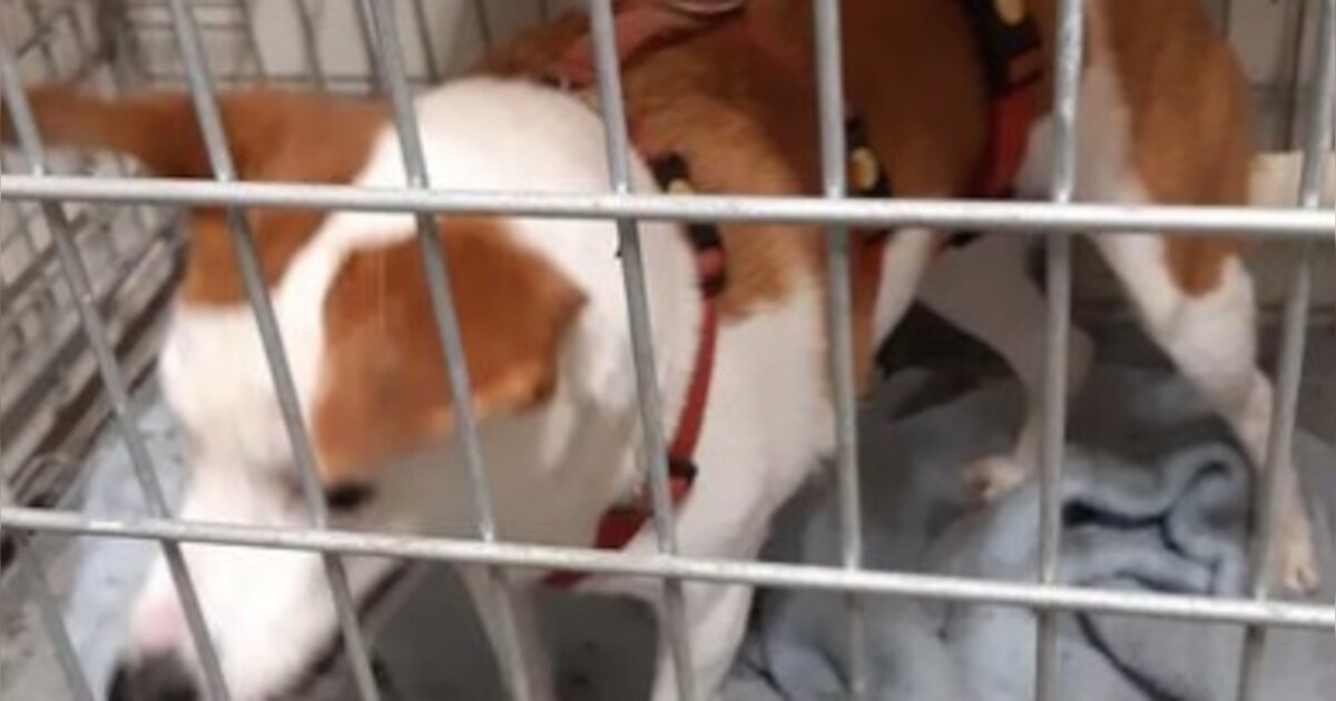 Politie vangt loslopende hond op snelweg A4 | Regio | AD.nl