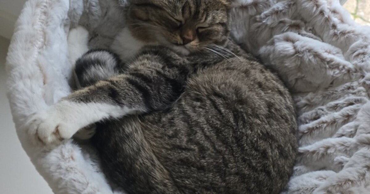 Heb jij Edgar, Nina of Isaac gezien? Deze drie huisdieren worden in Drechterland vermist