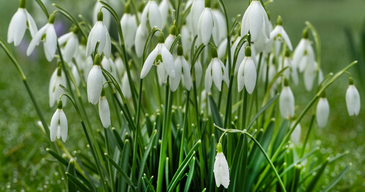 Sneeuwklokjesfeest in Wolfheze