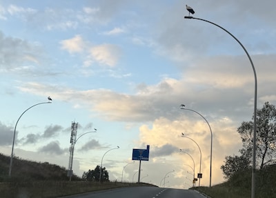‘Prachtige beelden’ in Zwolle: tientallen ooievaars laten geen lantaarnpaal onbezet langs drukke weg