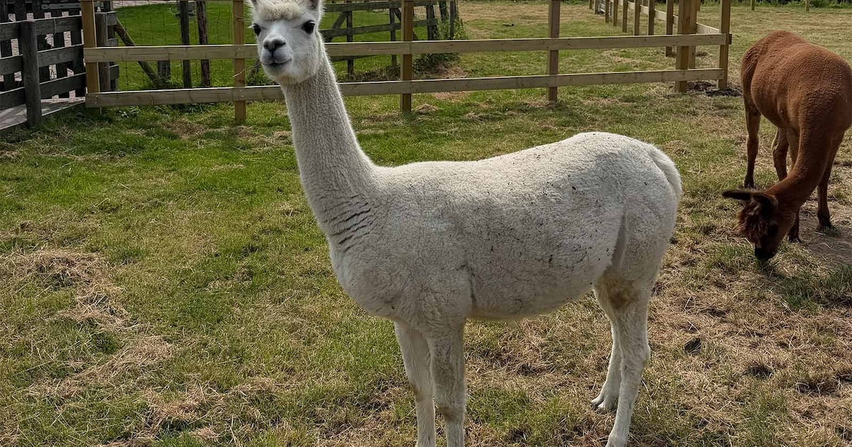 Avonturenboerderij Molenwaard verwelkomt vier alpaca’s in Groot-Ammers