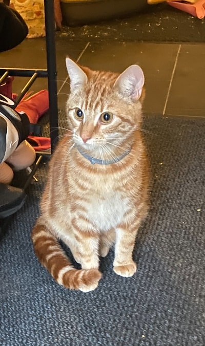 Heb jij Mufasa gezien? Dit huisdier wordt in Etten-Leur vermist