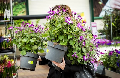 Image related to the article