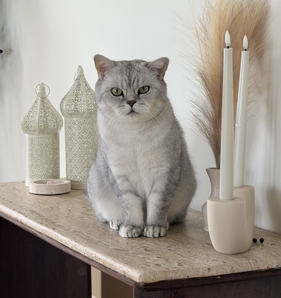 Heb jij Pien, Mauw Mauw of Couscous gezien? Deze 19 huisdieren worden in Utrecht vermist