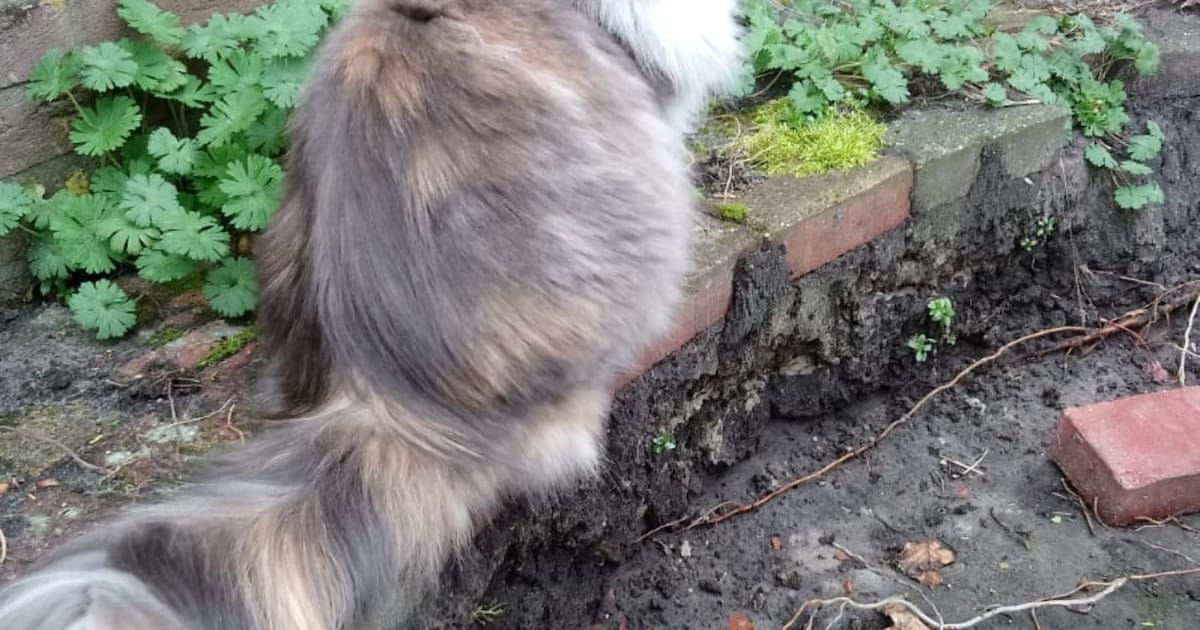 Heb jij Luna gezien? Dit huisdier wordt in Midden-Drenthe vermist