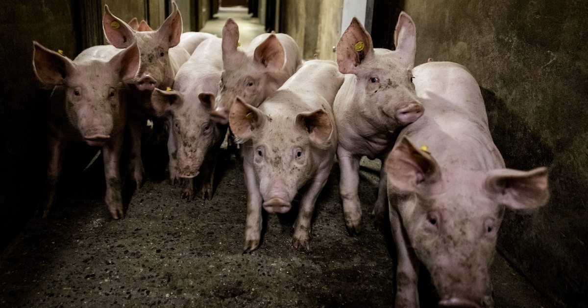 Minder geuroverlast, maar milieuclubs houden bezwaren tegen nieuwe varkensschuur