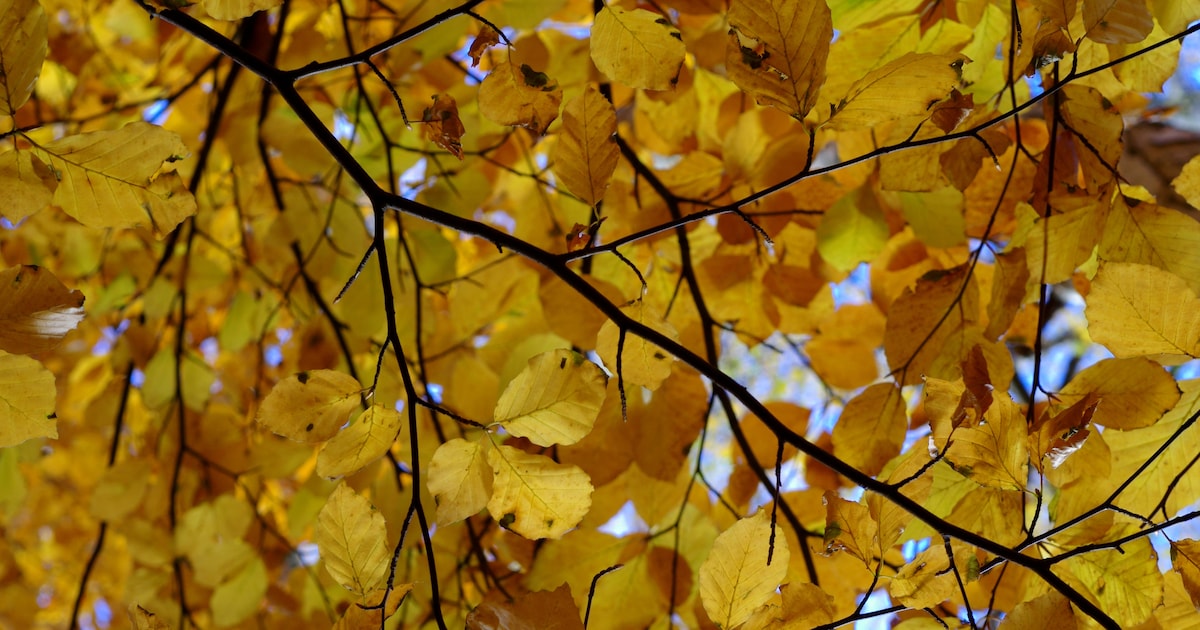 Bomen weggehaald in Son en Breugel