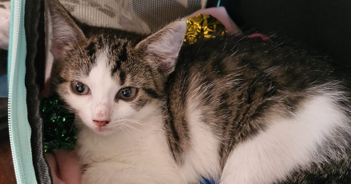 Heb jij Pistache, Nala of Cheechi gezien? Deze zeven huisdieren worden in Heerlen vermist
