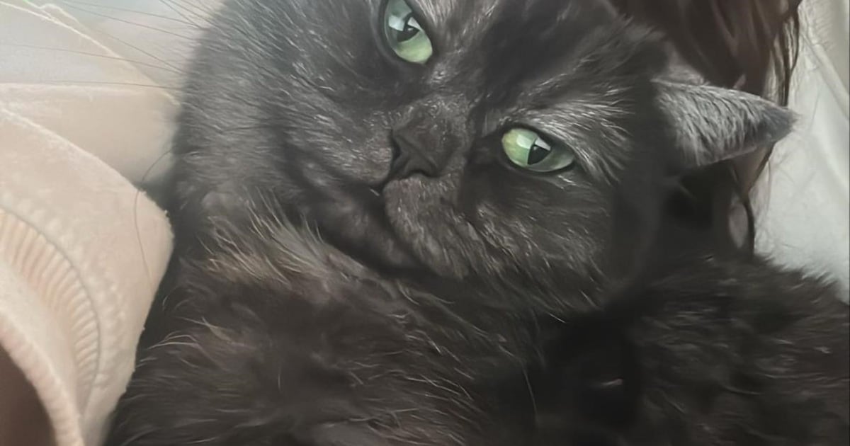 Heb jij Muts of Nala gezien? Deze twee huisdieren worden in Geertruidenberg vermist