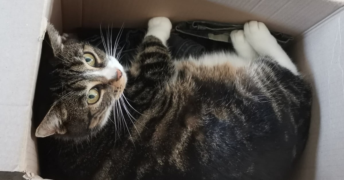 Heb jij Truus gezien? Dit huisdier wordt in Pijnacker-Nootdorp vermist