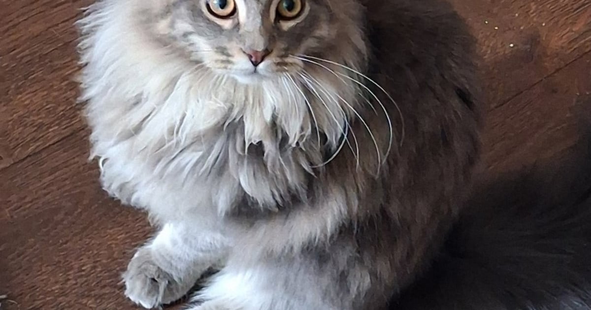 Heb jij Ozzy of Bella gezien? Deze twee huisdieren worden in Elburg vermist