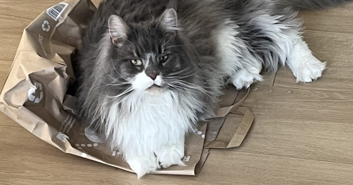 Heb jij Frummeltje, Vito of Bink gezien? Deze drie huisdieren worden in Wassenaar vermist