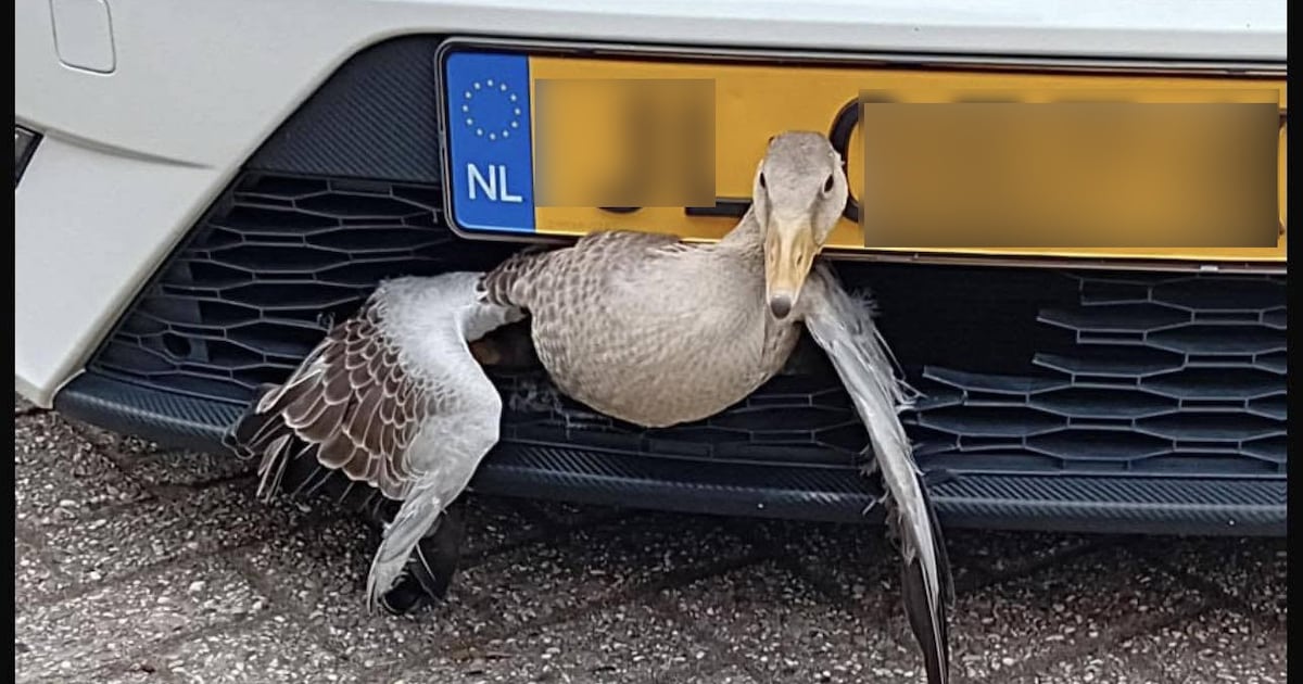 ‘Gans in mijn grille! Help!’ Automobilist schakelt in paniek dierenambulance in