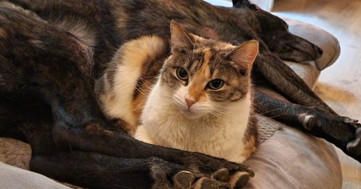 Heb jij Moos, Coco of Milou gezien? Deze acht huisdieren worden in Assen vermist