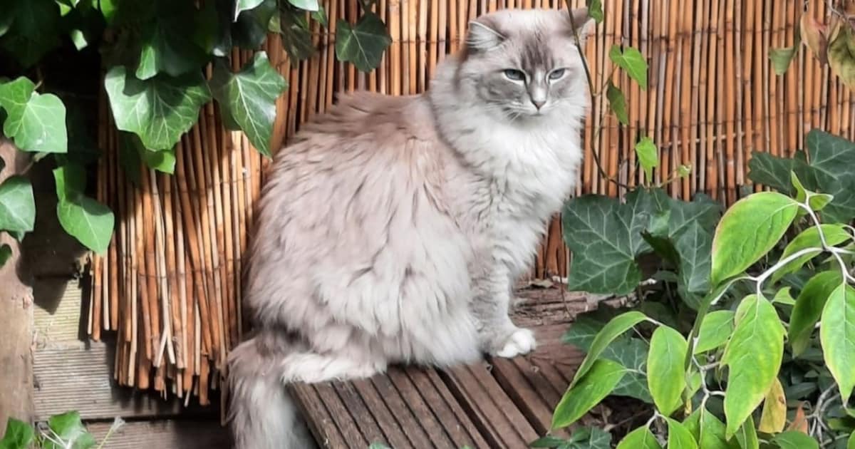 Heb jij Noa gezien? Dit huisdier wordt in Krimpen aan den IJssel vermist