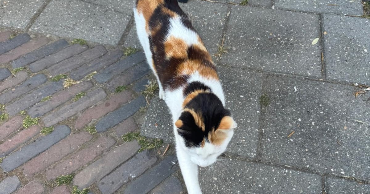 Heb jij Miepje gezien? Dit huisdier wordt in Borsele vermist