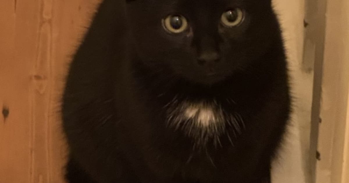 Heb jij Sammie gezien? Dit huisdier wordt in Sittard-Geleen vermist