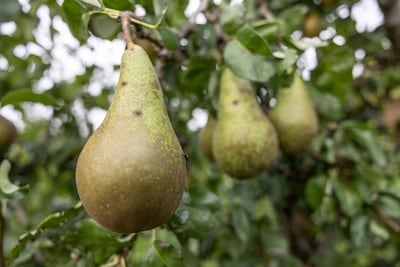 The pear has an image problem: ‘When you think of a poke bowl, you think of mango, why not pear?’