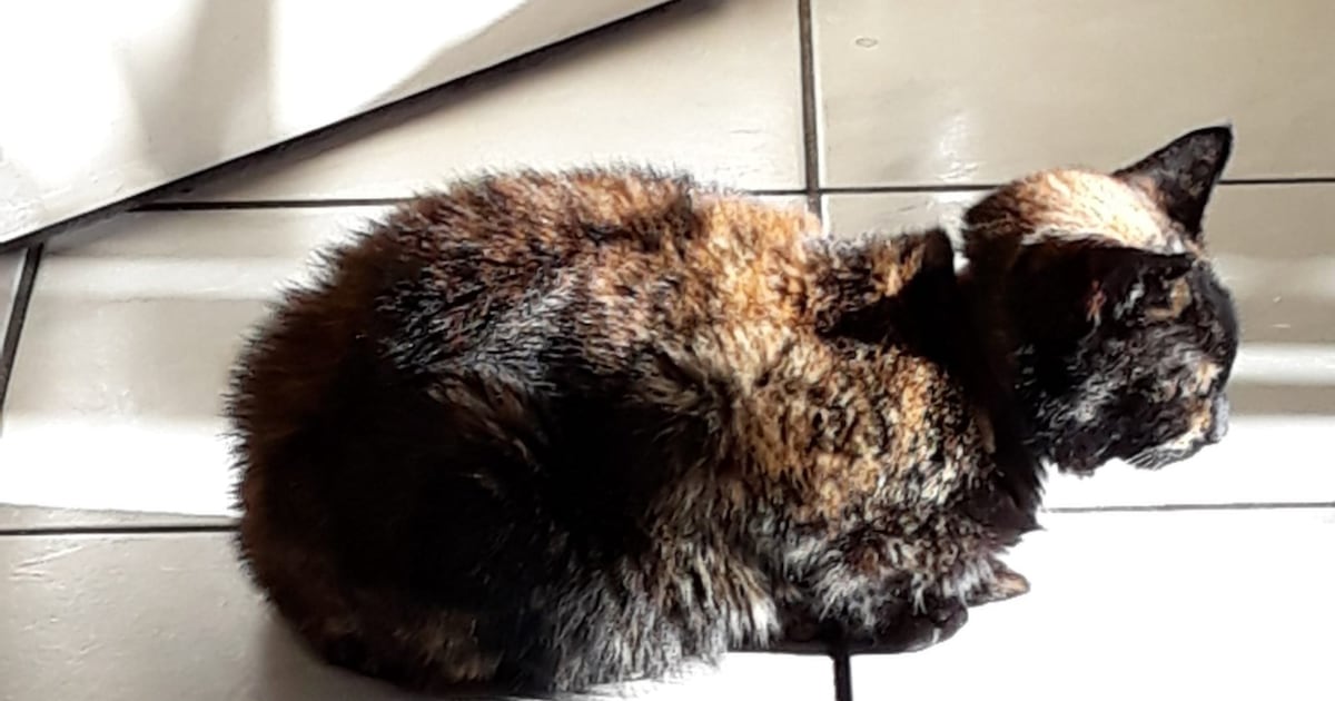 Heb jij Micky gezien? Dit huisdier wordt in Pijnacker-Nootdorp vermist