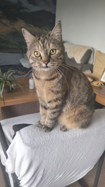 Heb jij Ivy, Chiqo of Skyler gezien? Deze negen huisdieren worden in Zwolle vermist