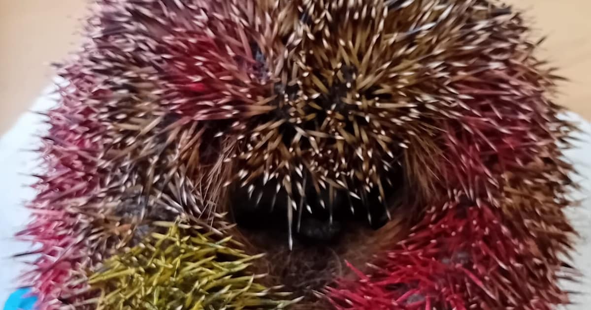 Egel in Zeist bespoten met graffiti, wildopvang uren bezig met schoonmaken: ‘Superfrustrerend wat so