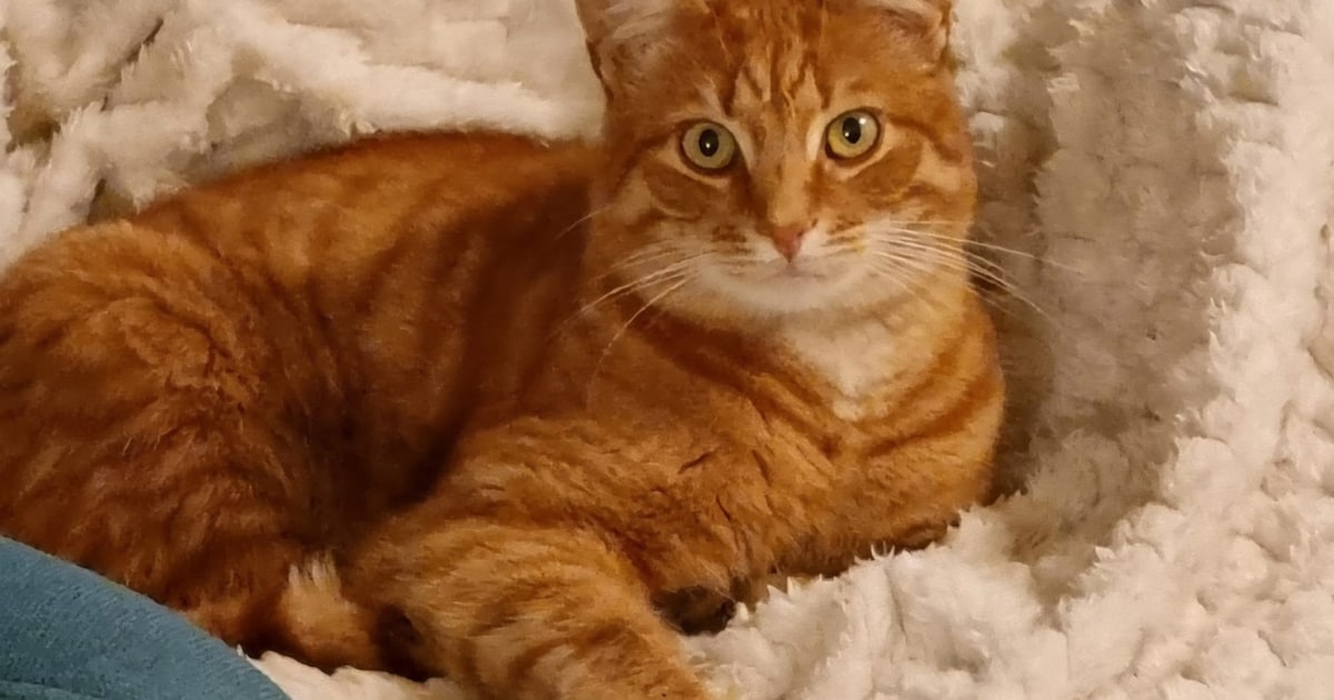 Heb jij Bob, Angus of Chubby gezien? Deze vier huisdieren worden in Eemsdelta vermist