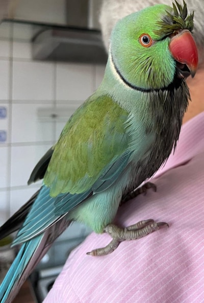 Heb jij Rio gezien? Dit huisdier wordt in Eindhoven vermist