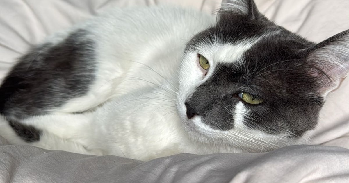 Heb jij Toetie gezien? Dit huisdier wordt in Etten-Leur vermist