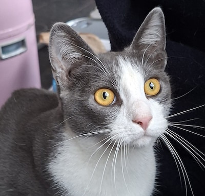 Heb jij Shai of Coco gezien? Deze twee huisdieren worden in Oss vermist
