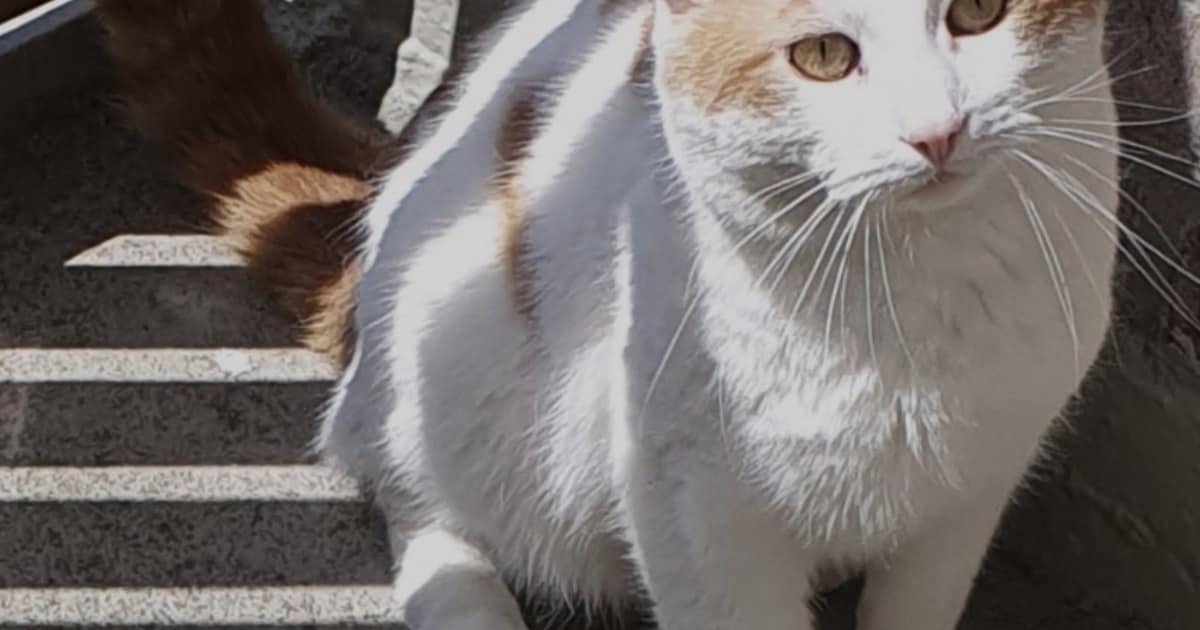 Heb jij Mona of Bandit gezien? Deze twee huisdieren worden in Breda vermist