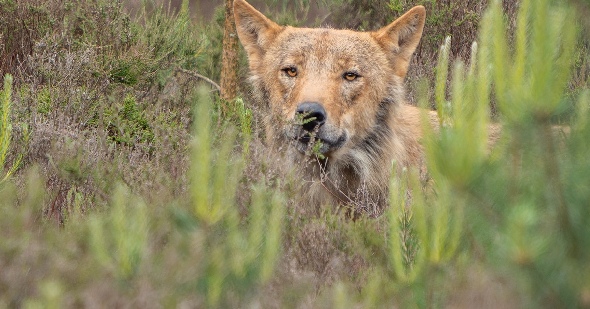 Dode wolf langs A28 bij Leusden en Amersfoort gevonden, dier mogelijk aangereden