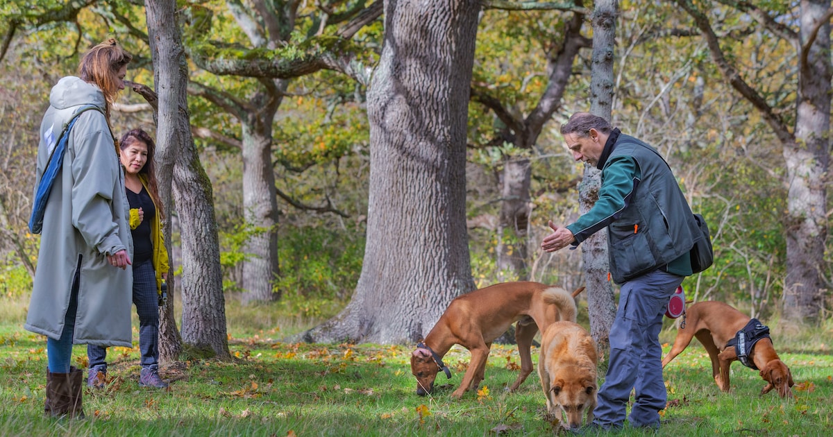 Hondenbezitters zijn duur uit in Wassenaar
