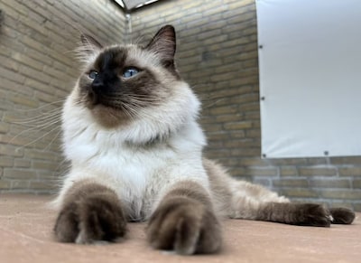 Heb jij Kees, Bibi of Bob gezien? Deze drie huisdieren worden in Helmond vermist