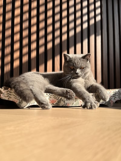 Heb jij Brittle gezien? Dit huisdier wordt in Waalwijk vermist