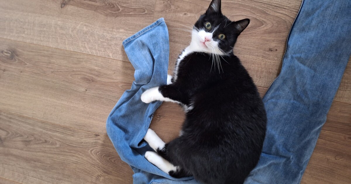 Heb jij Yumi gezien? Dit huisdier wordt in Zuidplas vermist