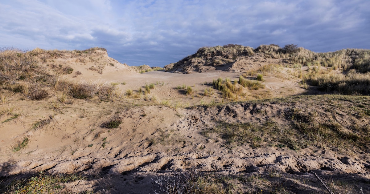 Natuurgebied Hollandse Duinen wordt officieel een Nationaal Park