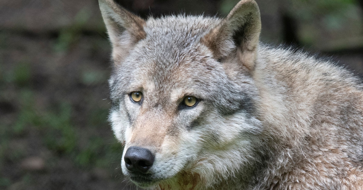 Petitie tegen wolf in Gelderse Vallei heeft al 10.000 handtekeningen: ‘Waarom wachten tot er een kin