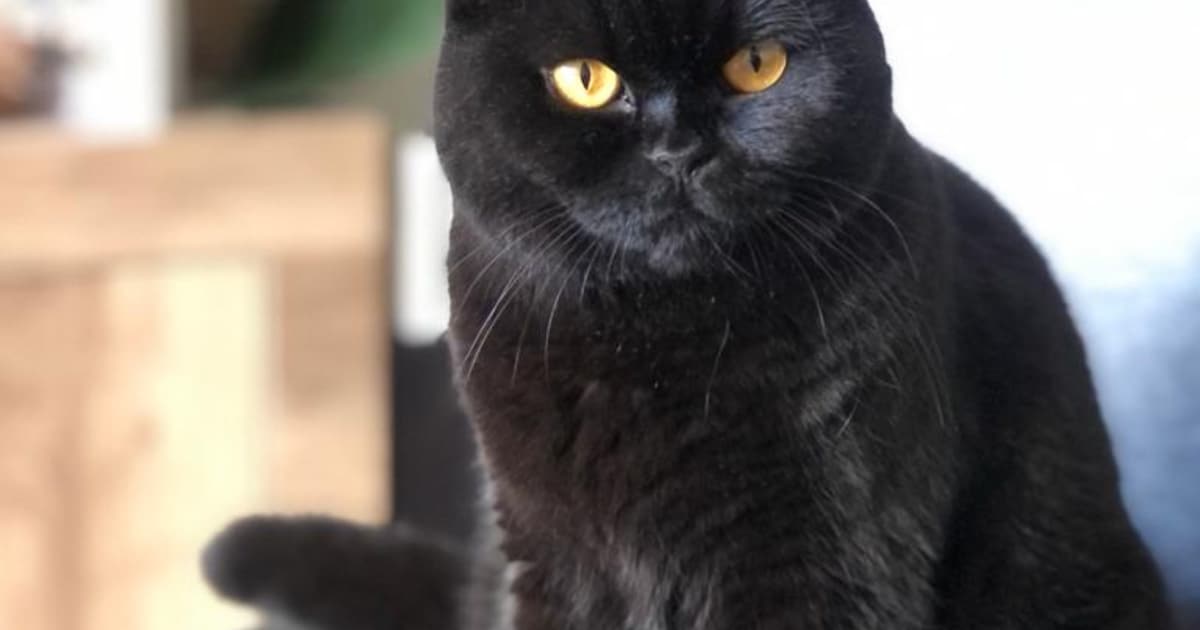 Heb jij Mia gezien? Dit huisdier wordt in Purmerend vermist