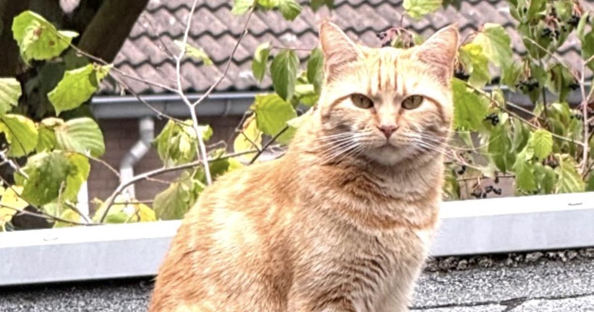 Heb jij Love of Ginger gezien? Deze twee huisdieren worden in Heerlen vermist