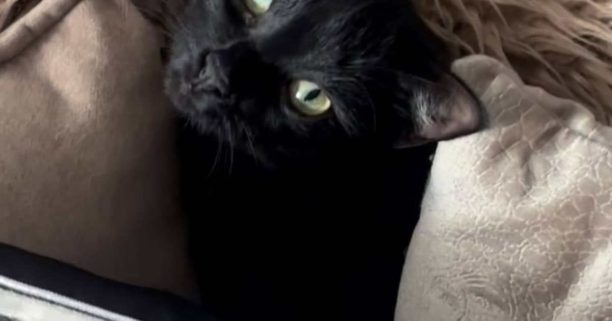 Heb jij Pepper gezien? Dit huisdier wordt in Leiderdorp vermist