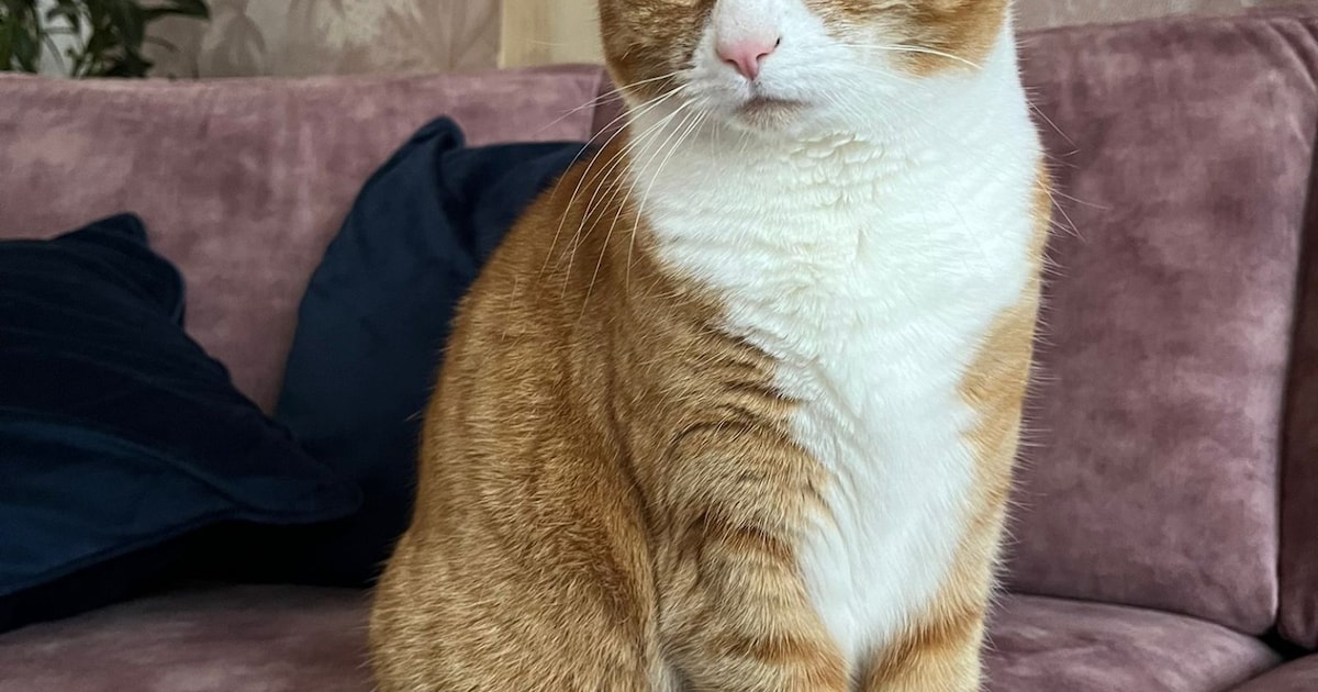 Heb jij Nola gezien? Dit huisdier wordt in Krimpen aan den IJssel vermist