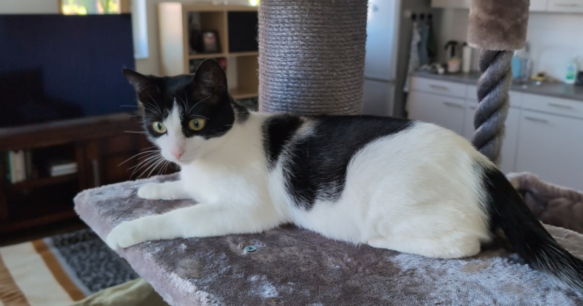 Heb jij Kruimel of Bob gezien? Deze twee huisdieren worden in Assen vermist