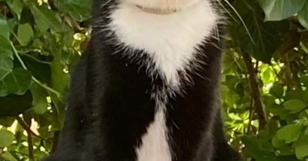 Heb jij PoesPoes gezien? Dit huisdier wordt in Pijnacker-Nootdorp vermist