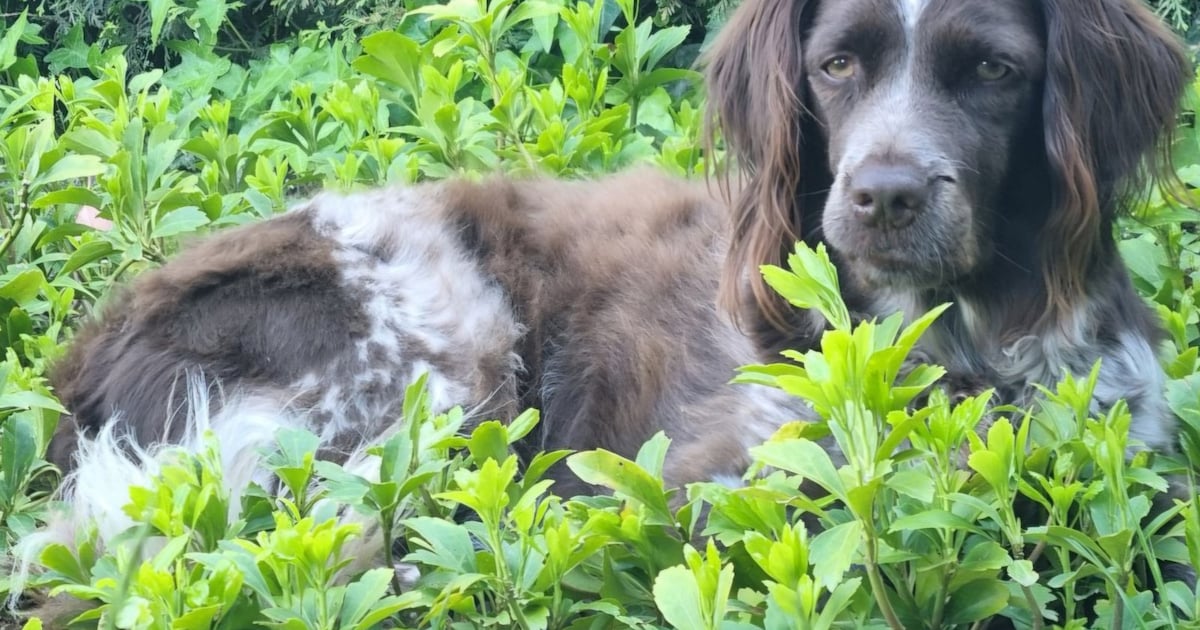 Heb jij Puk gezien? Dit huisdier wordt in Beesel vermist