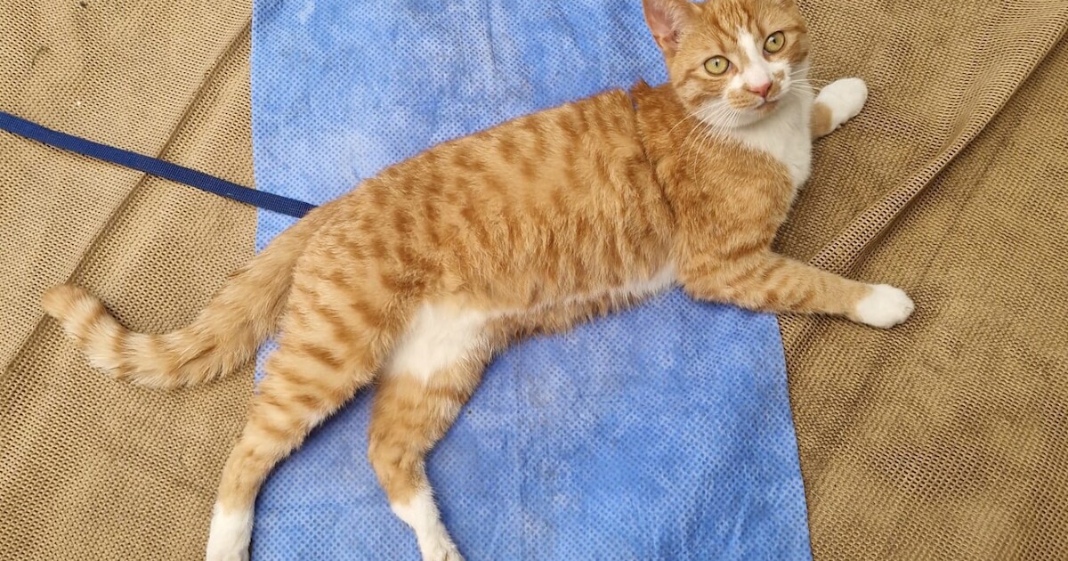 Heb jij Freddie gezien? Dit huisdier wordt in Vlaardingen vermist